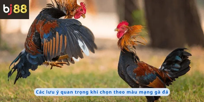 Các lưu ý quan trọng
