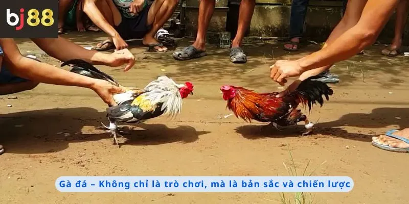 Gà đá là bản sắc và chiến lược