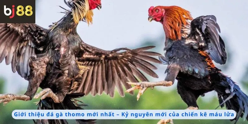 Giới thiệu đá gà Thomo mới nhất