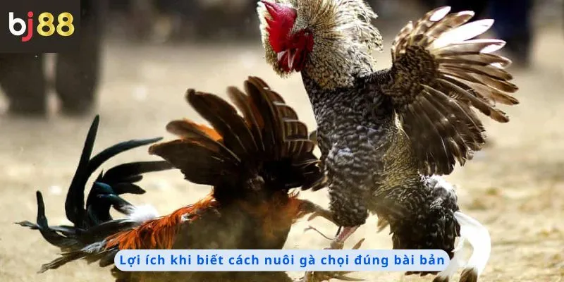 Lợi ích khi biết cách nuôi