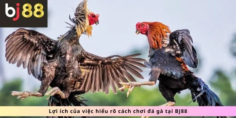 Lợi ích việc hiểu rõ cách chơi