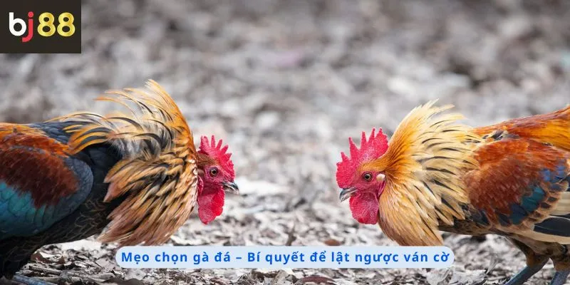 Mẹo chọn gà đá