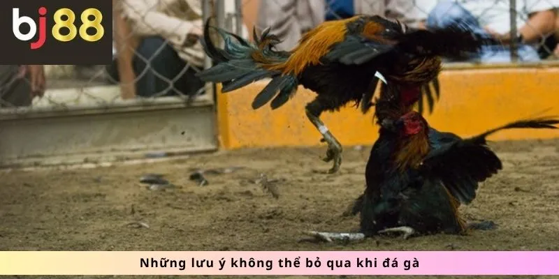 Những lưu ý không thể bỏ qua
