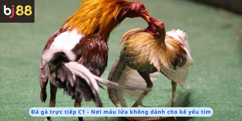 Nơi máu lửa không dành cho kẻ yếu tim