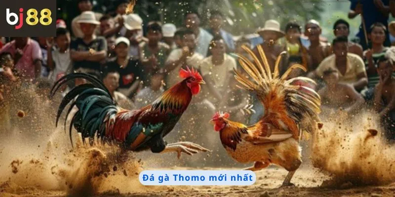 đá gà thomo mới nhất